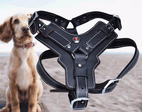 Premium Oil Leather Dog Harness